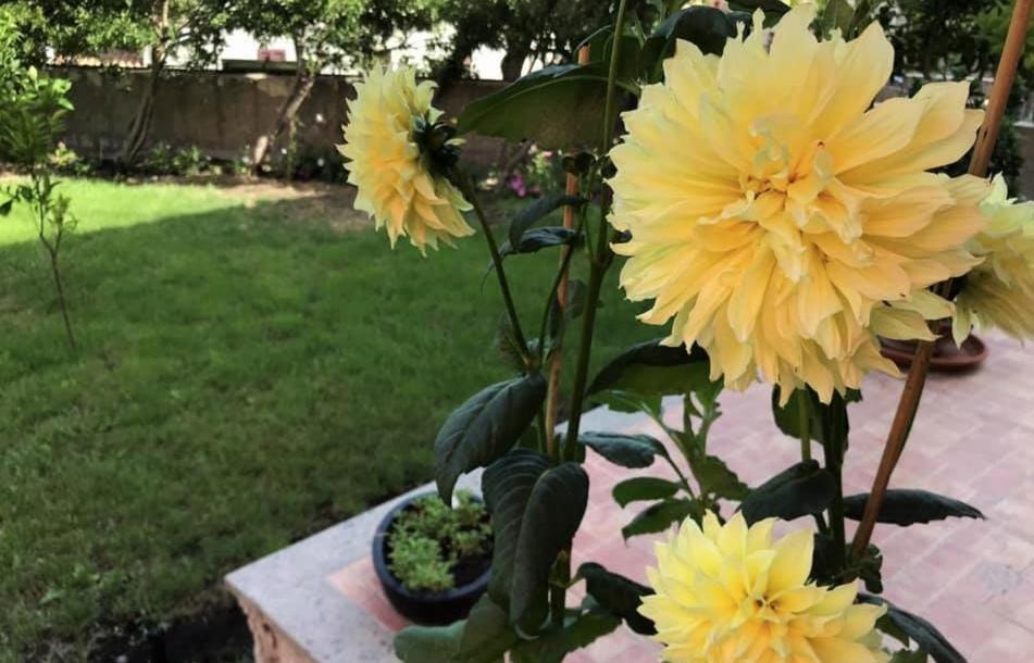 Il Giardino Degli Aranci Bed & Breakfast Modolo (Oristano)